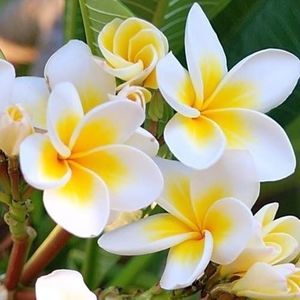 Meet your Posher, Maggie